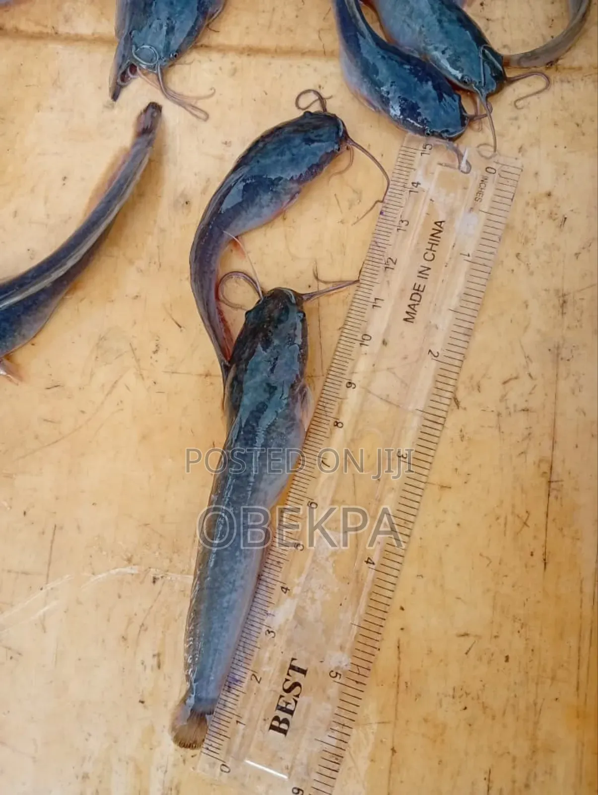 Cat Fish Fingerlings and Juveniles
