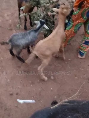 Goat Is for Sale