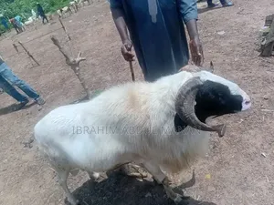 Sheep Is for Sale