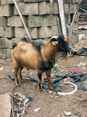 Goat Is for Sale