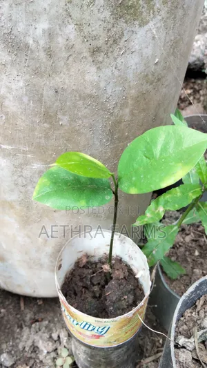 Soursop Seedlings