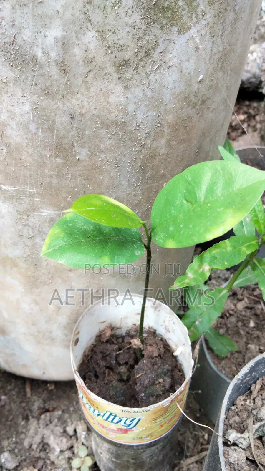 Jumbo Soursop Seedlings
