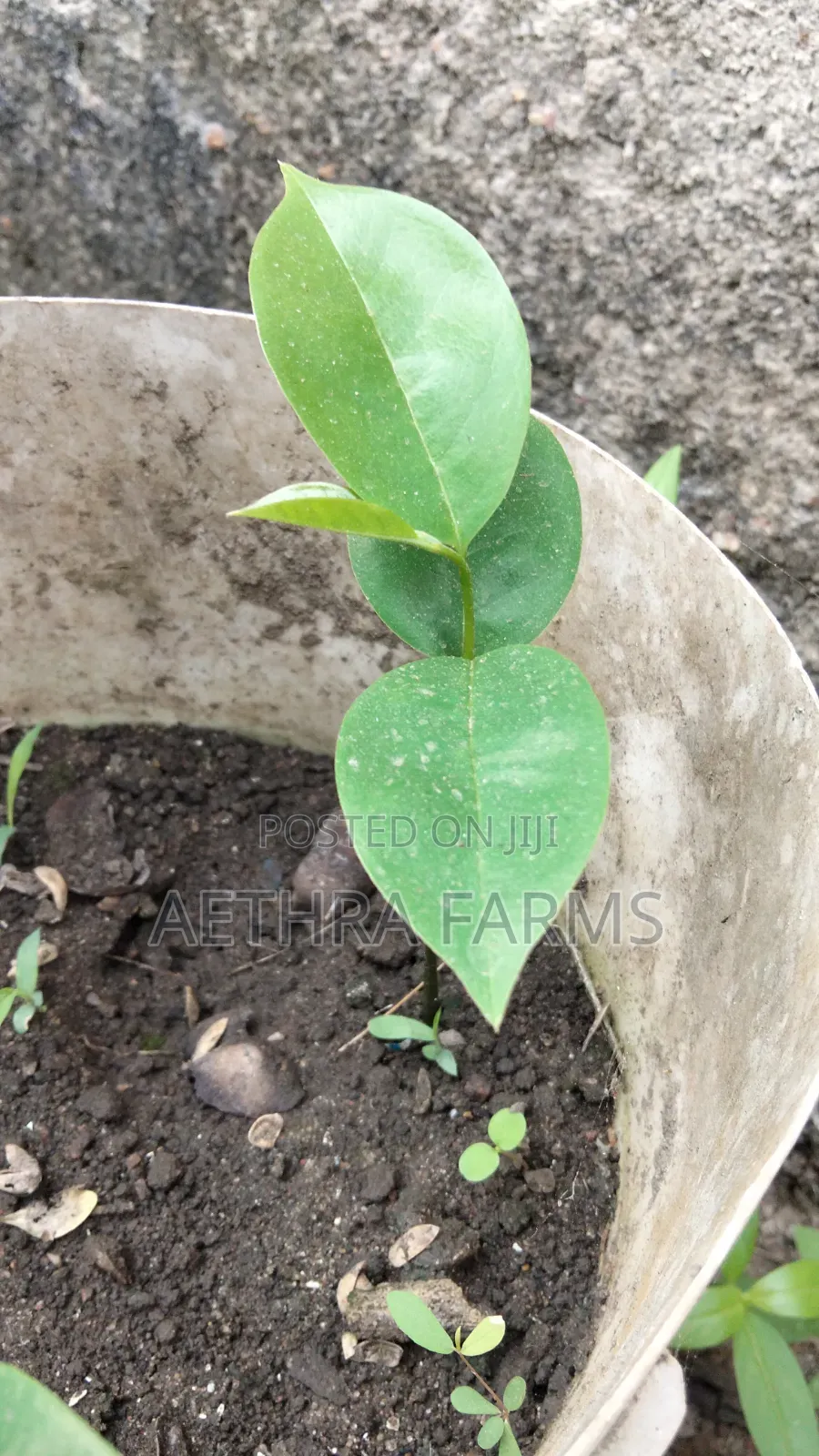 Jumbo Soursop Seedlings