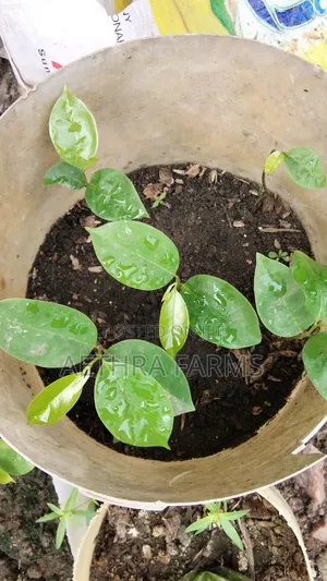 Jumbo Soursop Seedlings