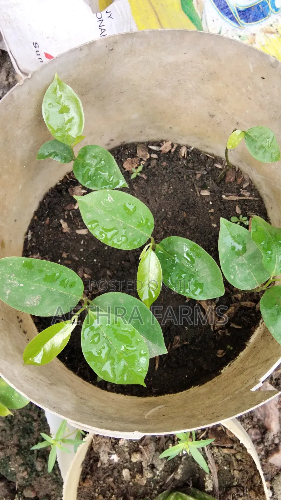 Jumbo Soursop Seedlings