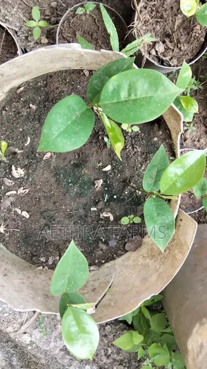 Jumbo Soursop Seedlings