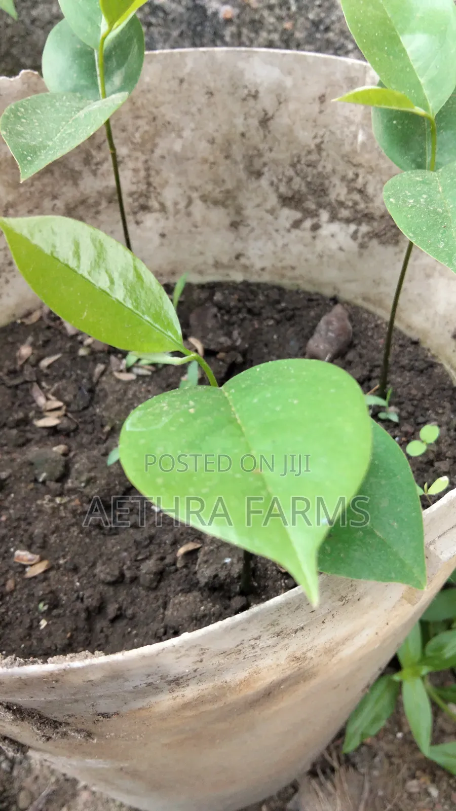 Jumbo Soursop Seedlings