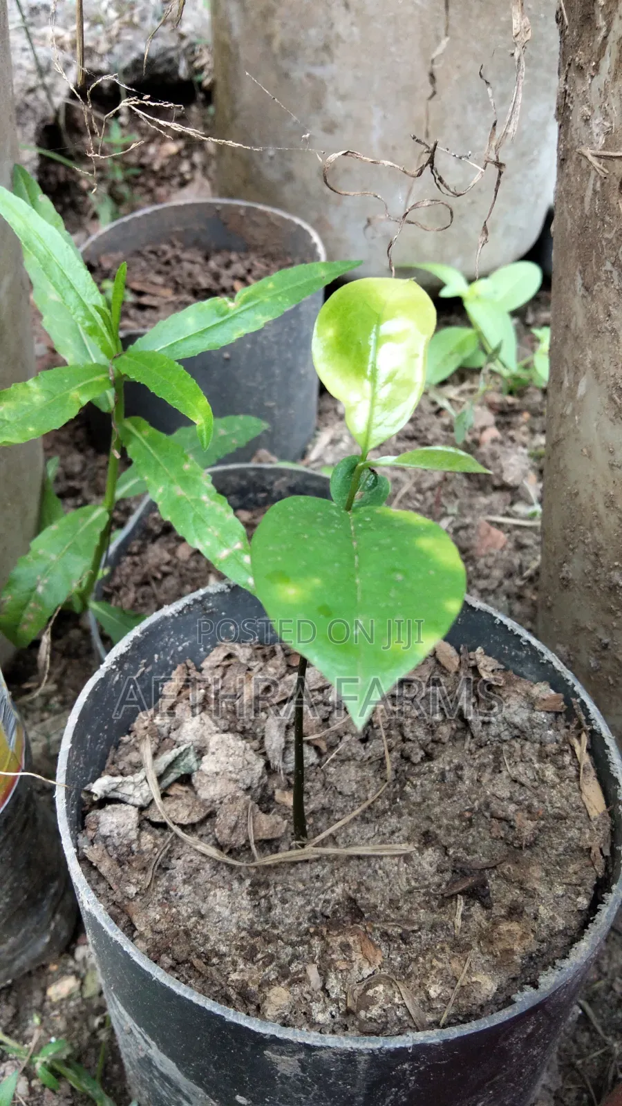 Jumbo Soursop Seedlings