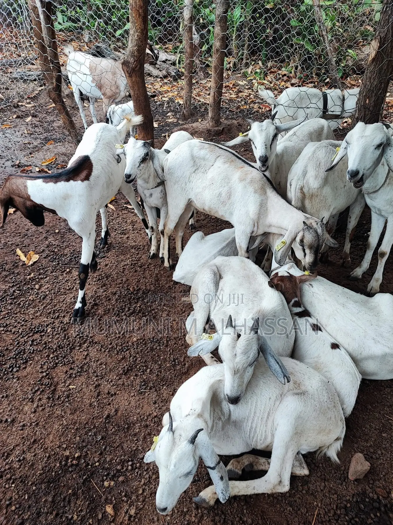 Healthy Goats Available Contact More Information