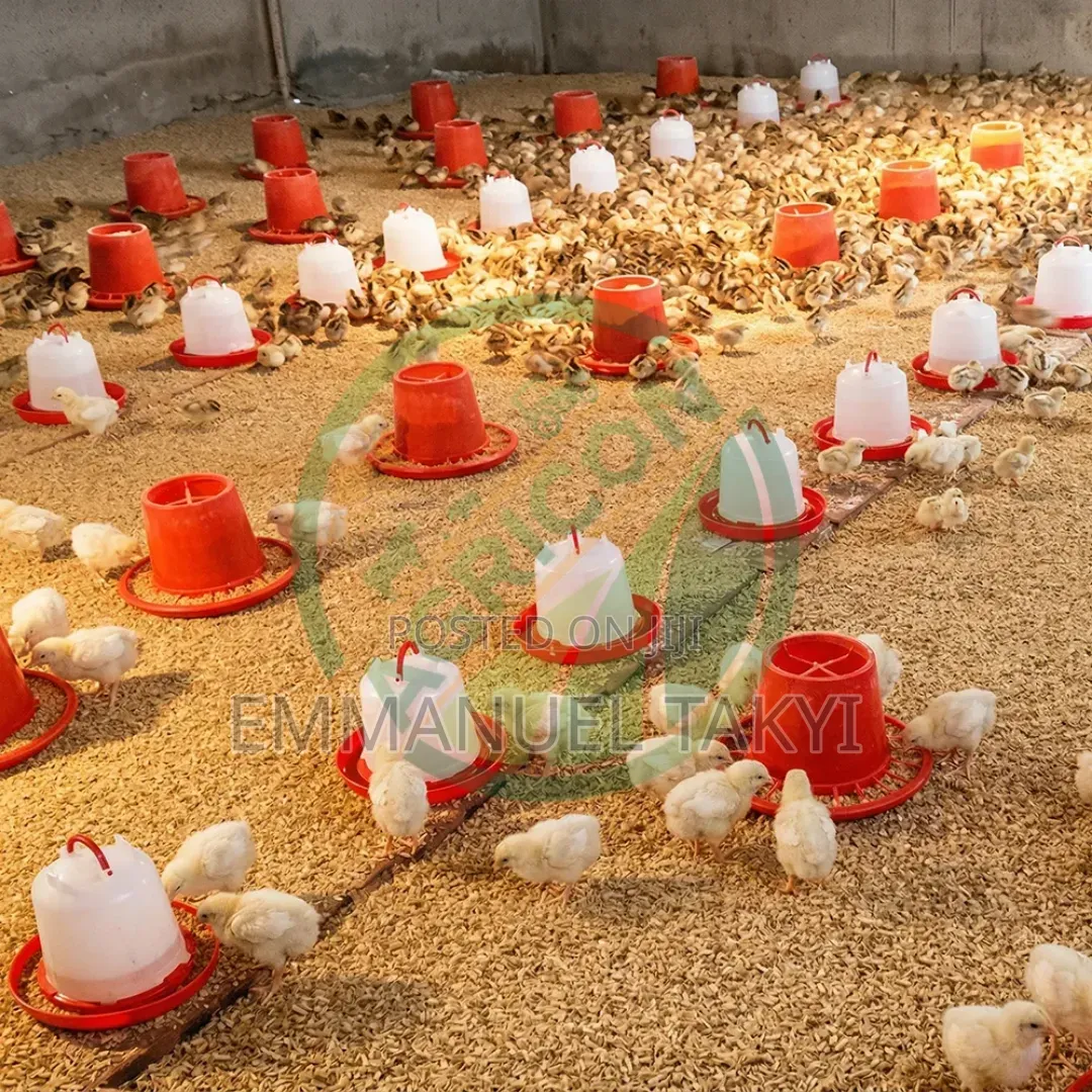 Chicken Drinkers