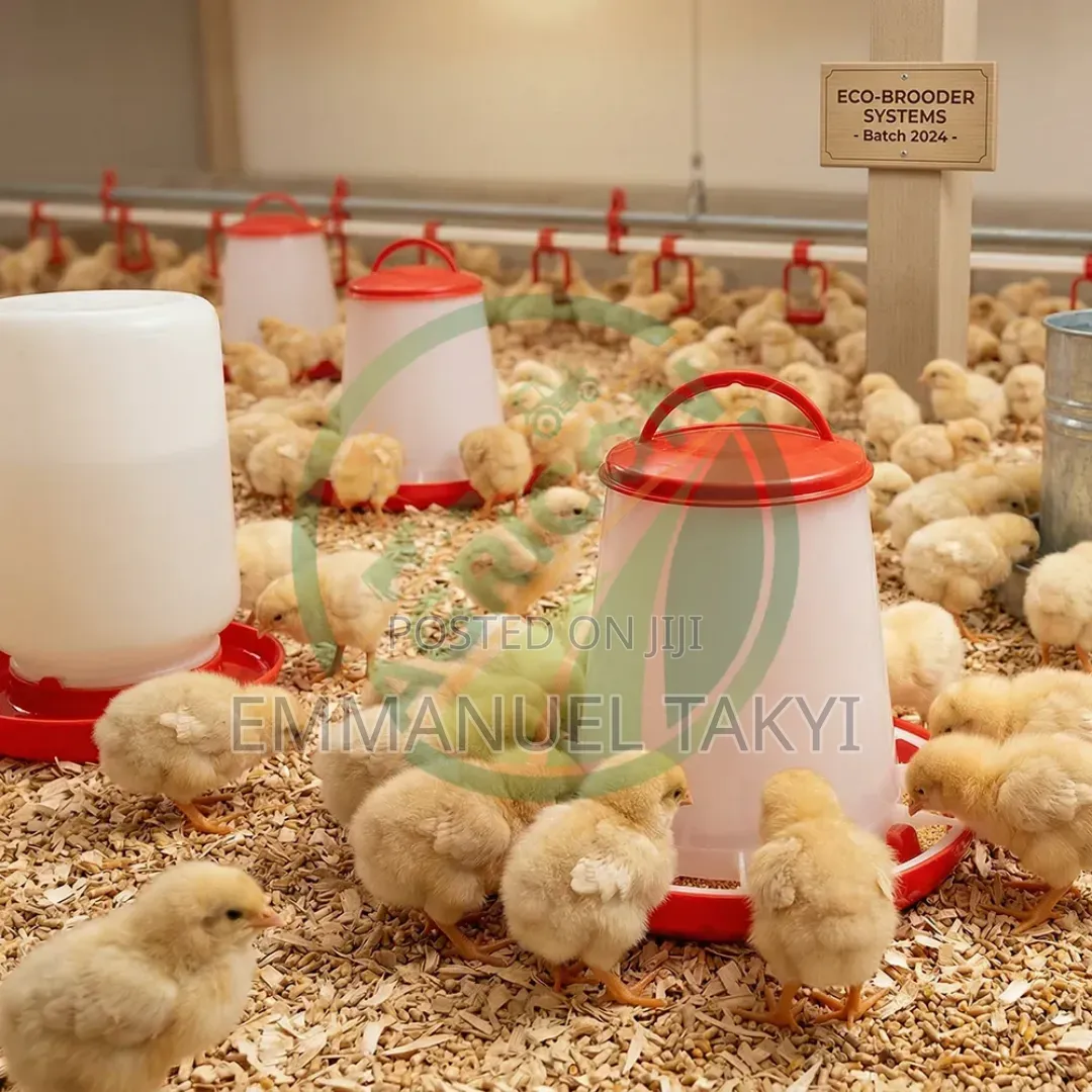Chicken Drinkers