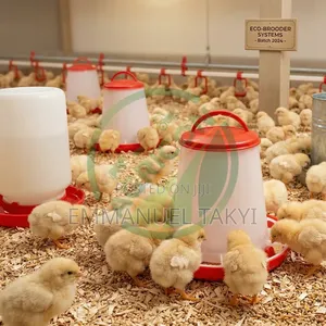 Chicken Drinkers