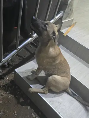 3-6 months Female Mixed Breed Bullmastiff