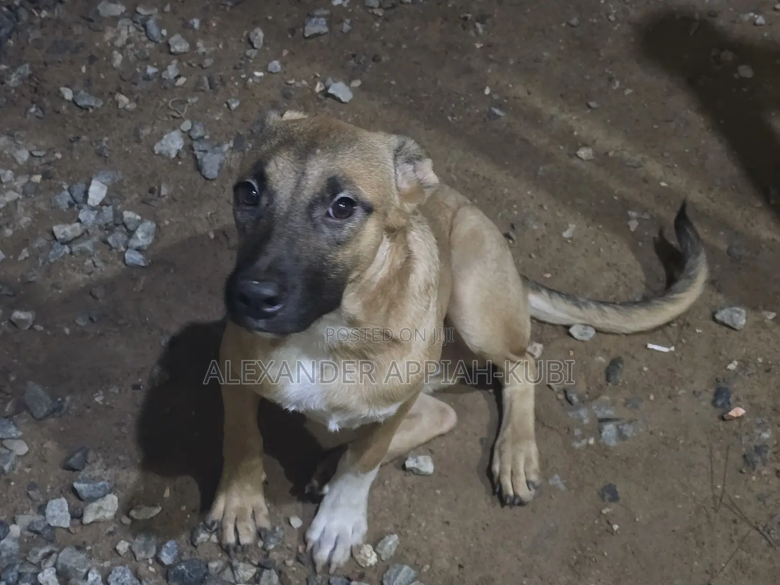 3-6 months Female Mixed Breed Bullmastiff
