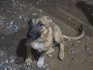 3-6 months Female Mixed Breed Bullmastiff