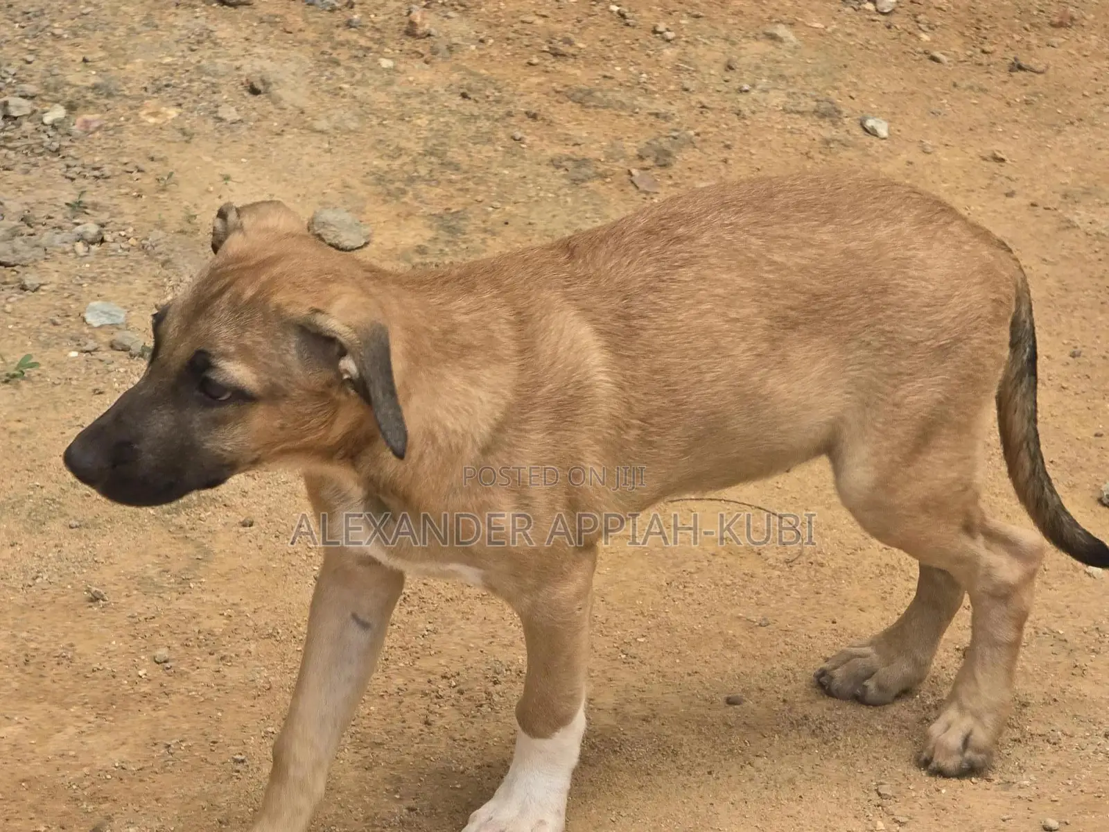 3-6 months Female Mixed Breed Bullmastiff