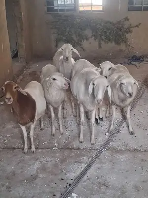 Healthy Sheep’s Available