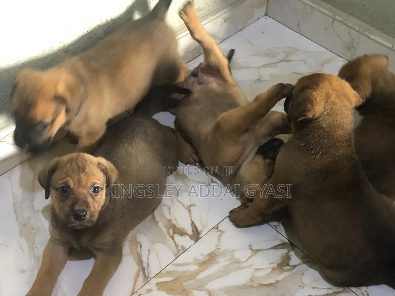 1-3 months Female Mixed Breed Bullmastiff