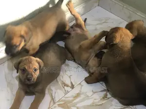 1-3 months Female Mixed Breed Bullmastiff