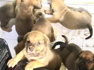 1-3 months Female Mixed Breed Bullmastiff