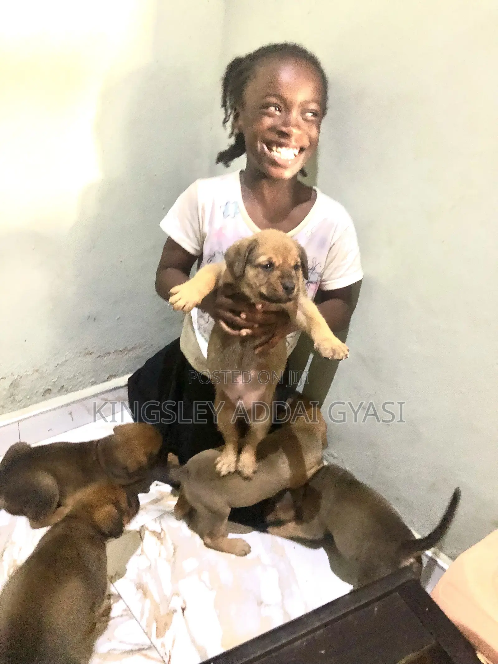 1-3 months Female Mixed Breed Bullmastiff