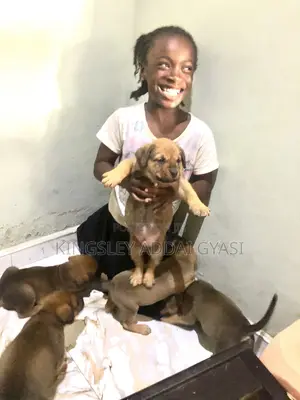 1-3 months Female Mixed Breed Bullmastiff