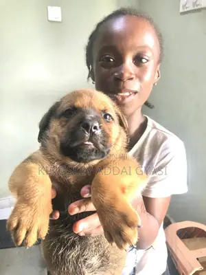 1-3 months Female Mixed Breed Bullmastiff