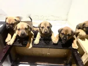 1-3 months Female Mixed Breed Bullmastiff