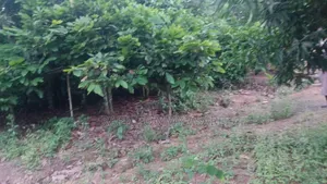 Middle of the Town Land for Sale