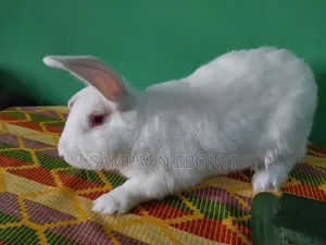 Grilled Rabbits for Sale