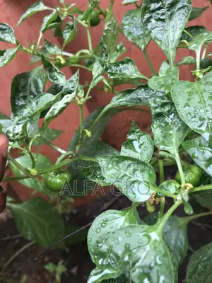 Pepper Plants(Bulk Order)