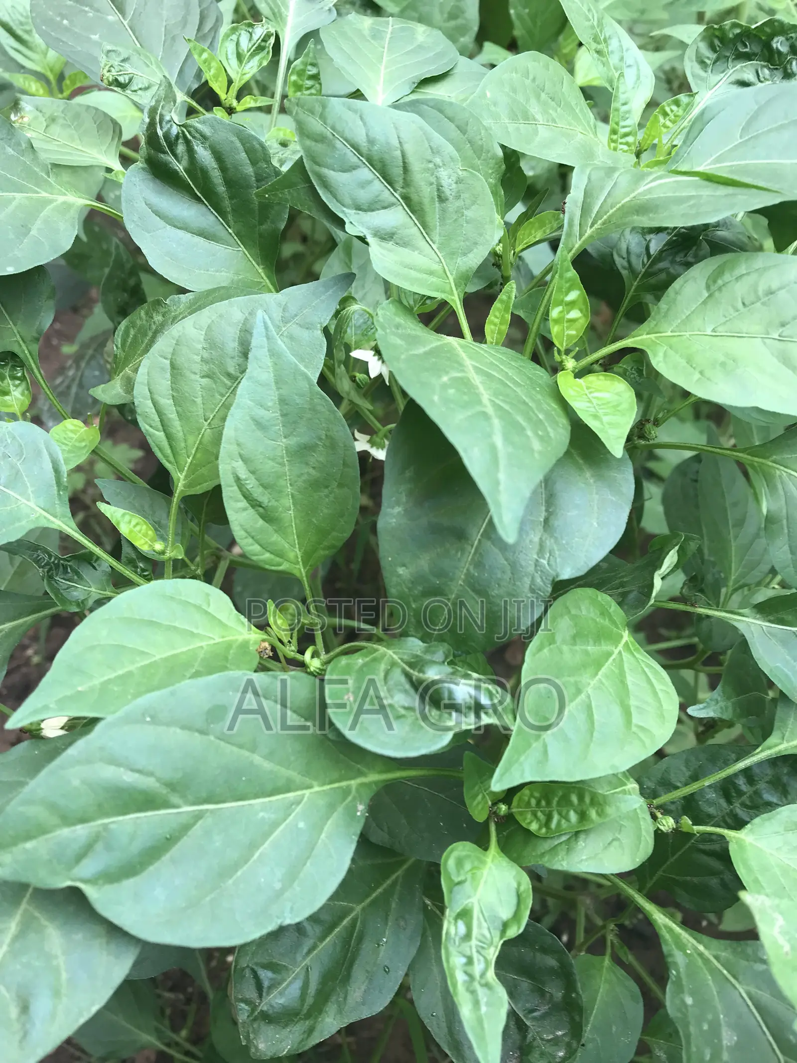 Pepper Plants(Bulk Order)