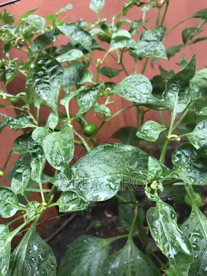 Pepper Plants(Bulk Order)