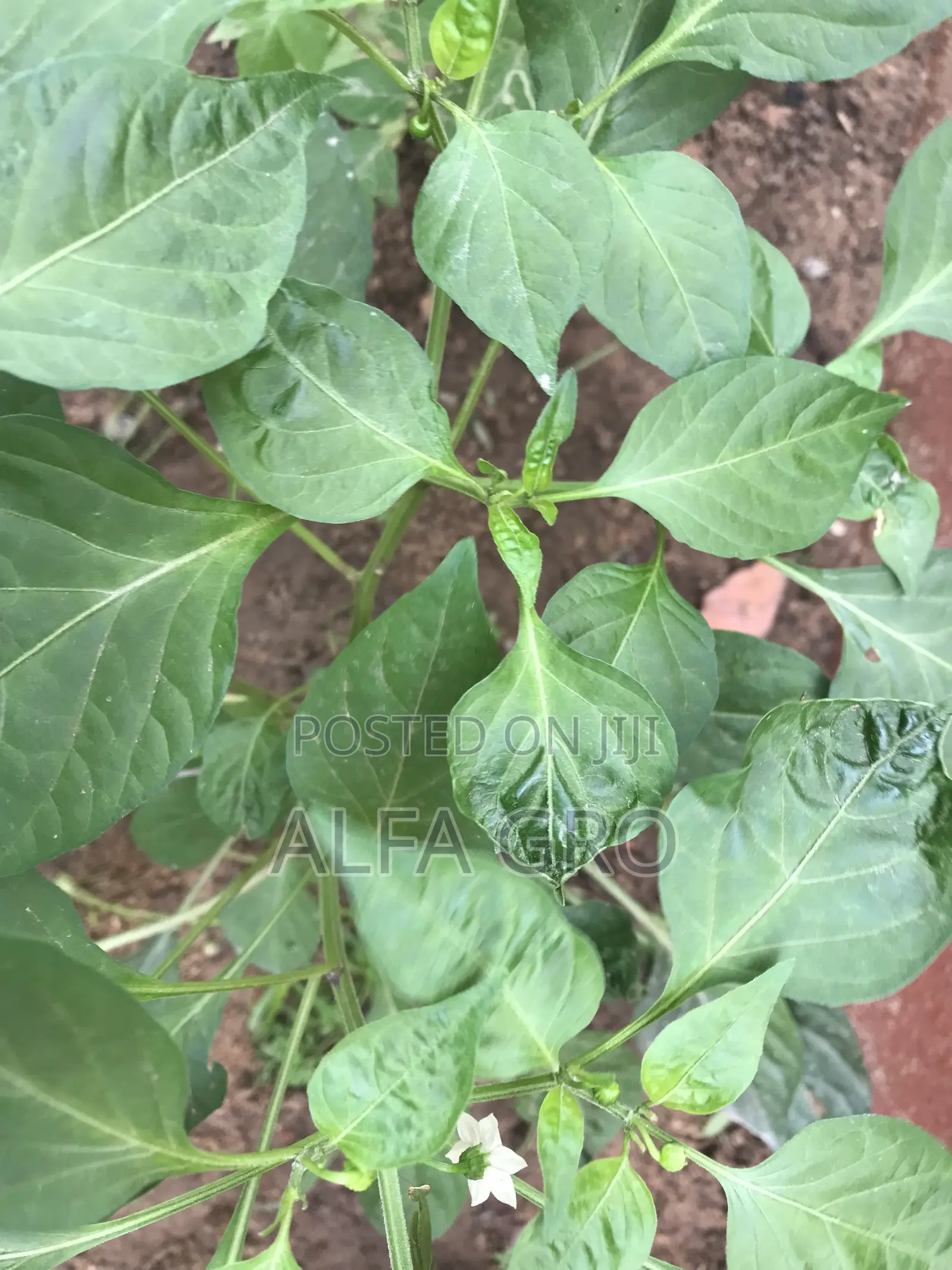 Pepper Plants(Bulk Order)