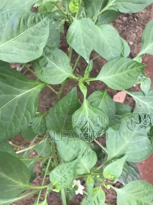 Pepper Plants(Bulk Order)