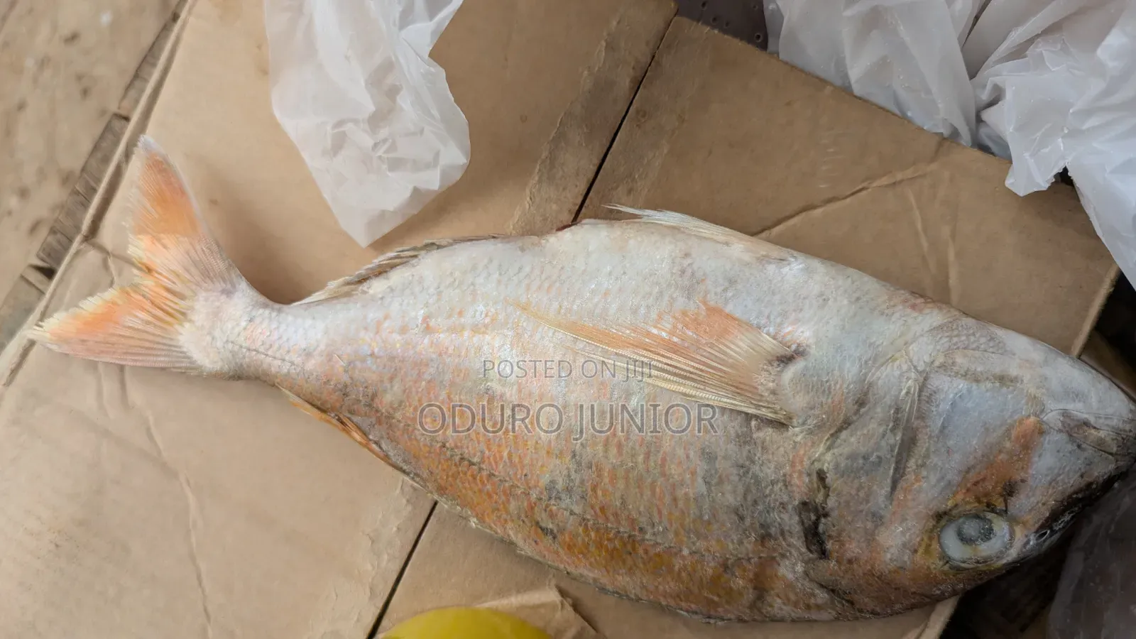 Wholesale Imported Frozen Fish Boxes (10kg – 30kg)