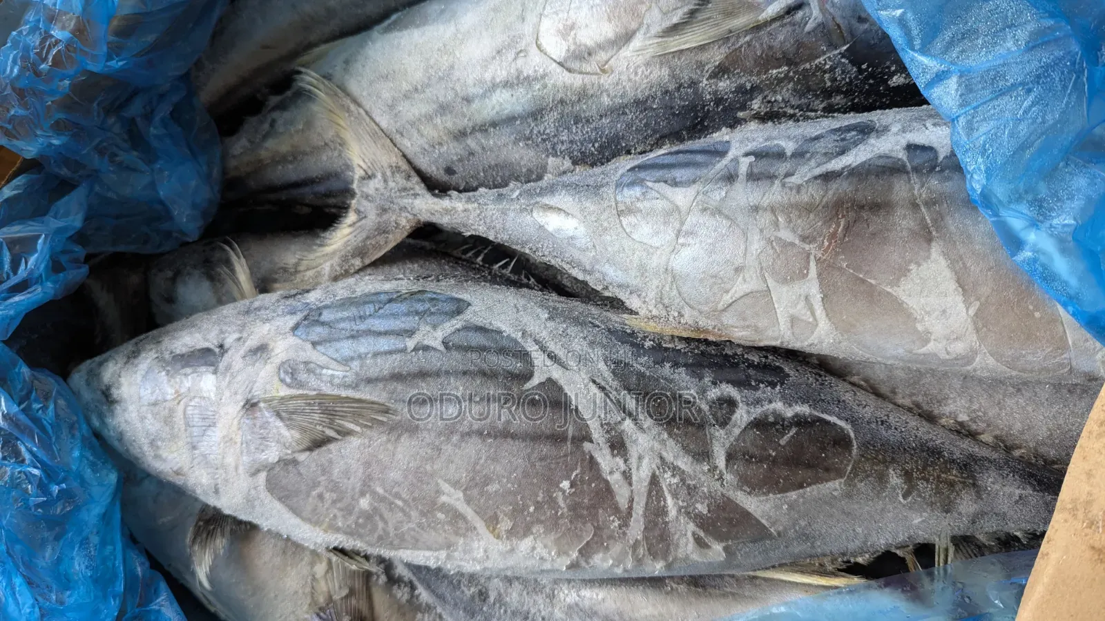 Wholesale Imported Frozen Fish Boxes (10kg – 30kg)