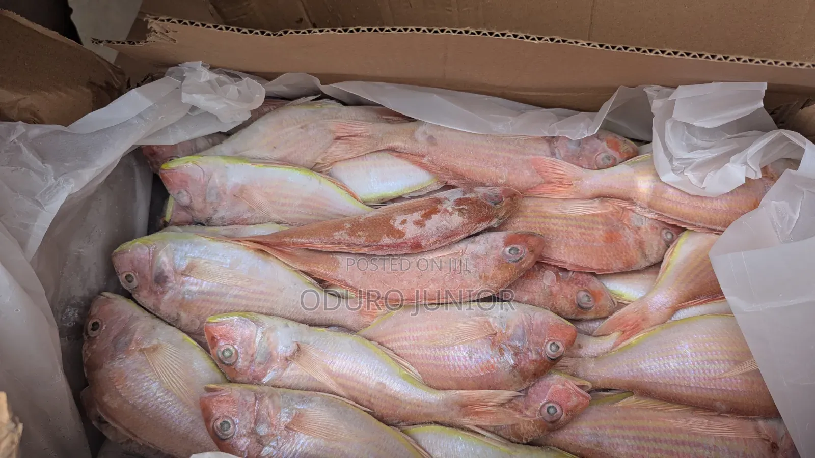 Wholesale Imported Frozen Fish Boxes (10kg – 30kg)