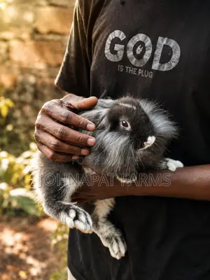 Healthy Rabbit for Pet