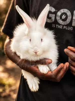 Healthy Rabbit for Pet