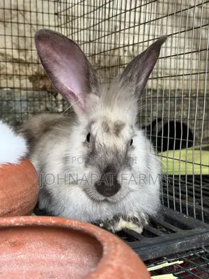 Healthy Rabbit for Pet