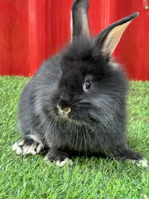 Healthy Rabbit for Pet