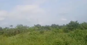 Grace Land Farms