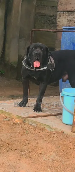 1+ year Male Purebred Boerboel
