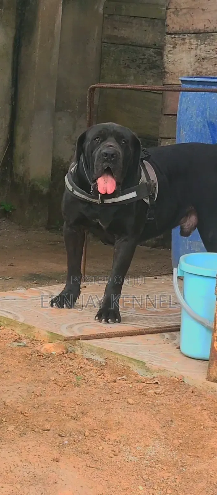 1+ year Male Purebred Boerboel