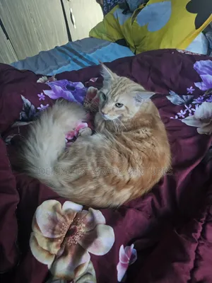 6-12 months Male Purebred Maine Coon