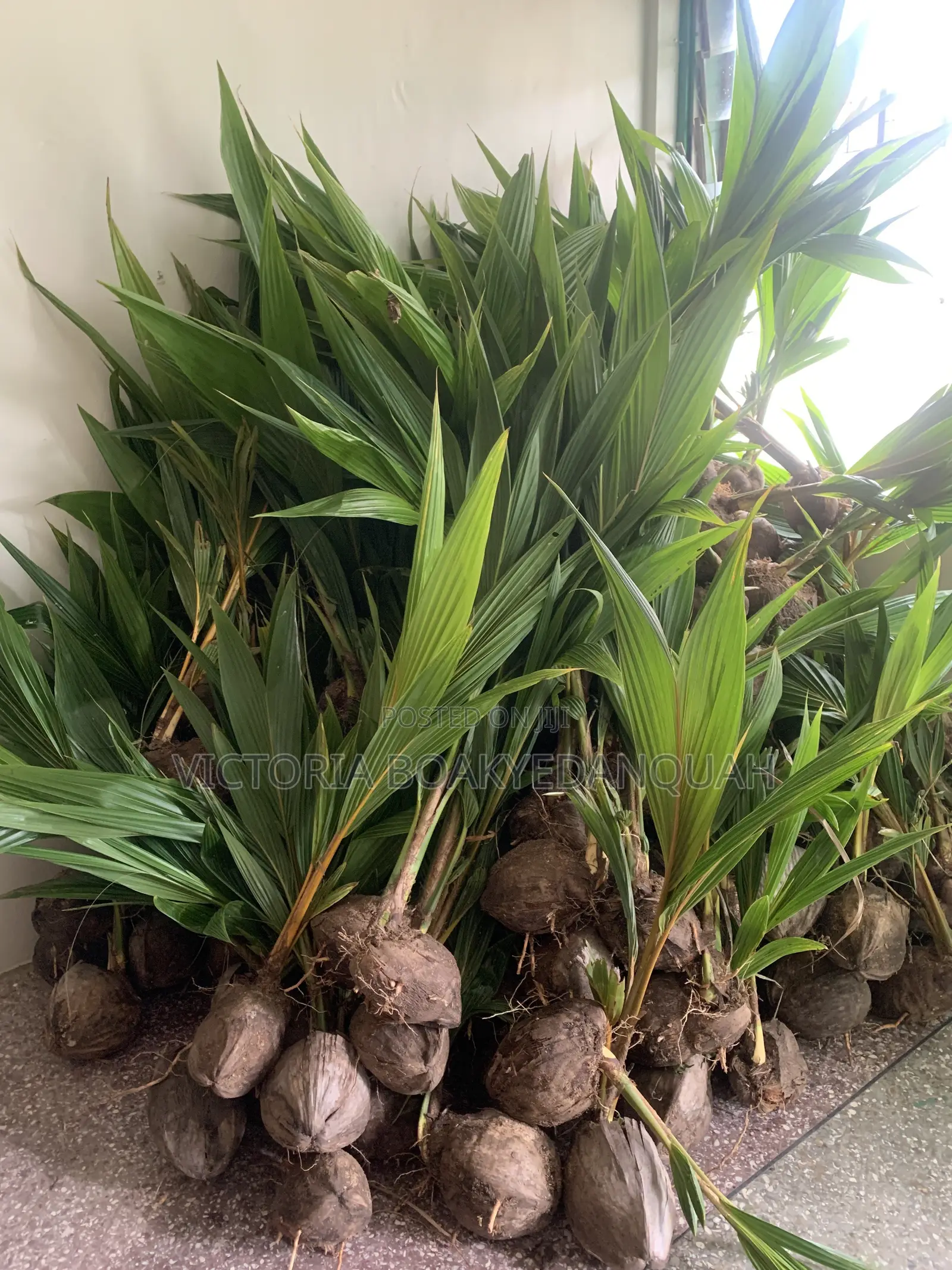 Coconut Seedlings