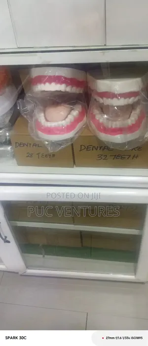 Teeth Model