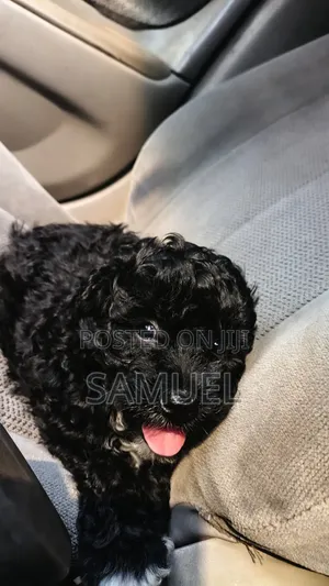 1-3 months Female Purebred Maltipoo