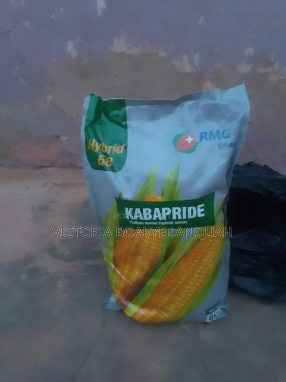 Maize Seed